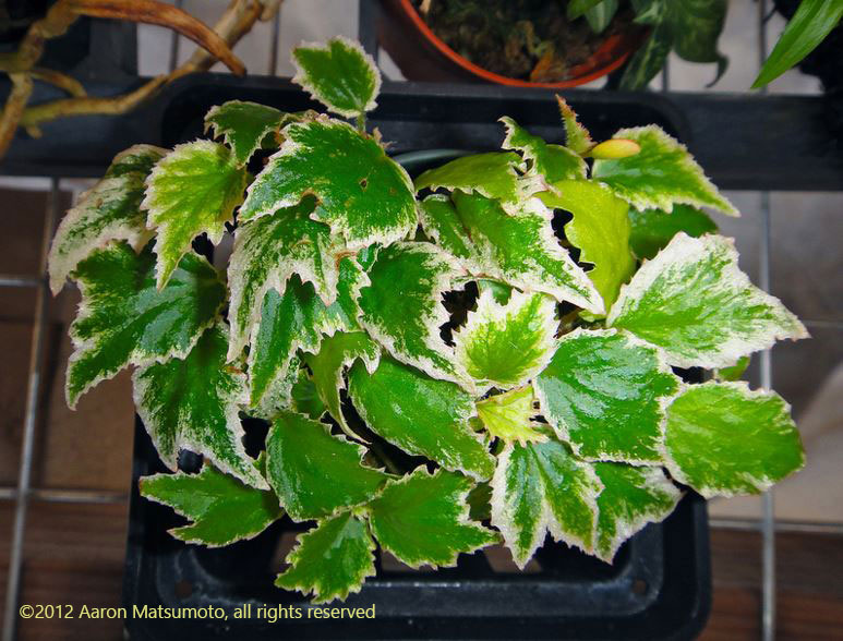 B. ‘prismatocarpa Variegation’